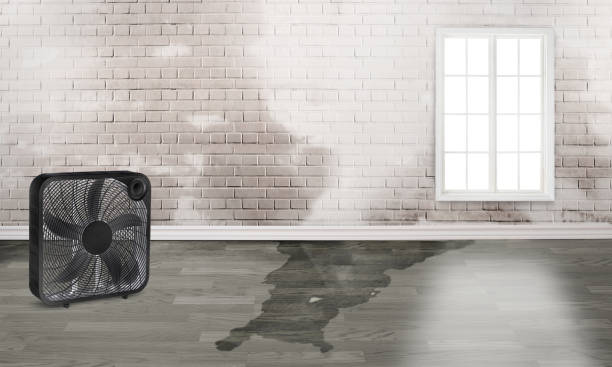 Best Water damage restoration near me  in Mays Landing, NJ