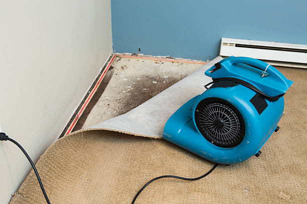 Best Carpet water damage restoration  in Mays Landing, NJ